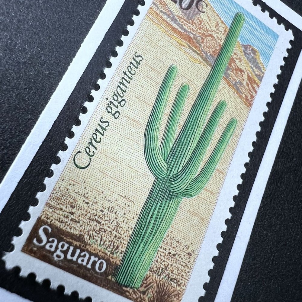 Saguaro Cactus Desert Plant Framed Postage Stamp Art 4x4 USA #1943